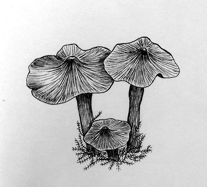 蘑菇手绘#,#黑白手绘