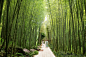 禅境公共空间——成都麓湖竹隐园
Hidden Bamboo Garden  ,Chengdu
-©易兰