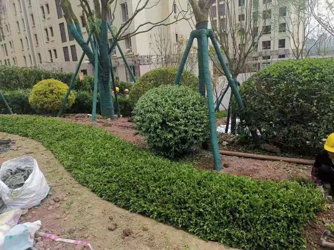 地被栽植工艺