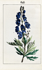 Folio Botanicals from Germany 1839