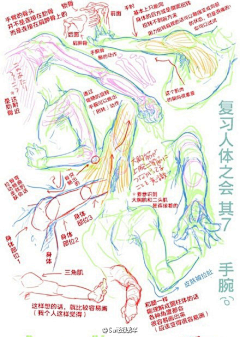 —金刚狼—采集到动漫基础2(男人体)
