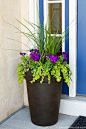 Pink pot planted with hyacinth 'purple sensation' with box hedging and tulip 'negrita'