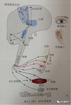 ¤珦禓___糀采集到医疗类素材合集