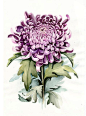 Watercolor Botanical Illustration. Chrysanthemum. Art от Limkina