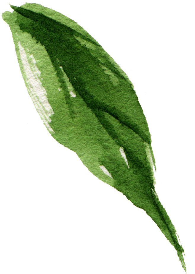 树叶PNG