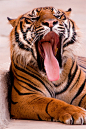 wonderous-world:

So Tired by Sun Spot Images