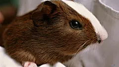 可爱的小豚鼠电脑桌面高清壁纸桌面壁纸1