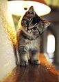 cute kitten: 