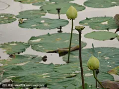 白莲花在游泳池里。
White Lotus in the pool.
