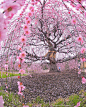 日本三重县铃鹿市森林庭园，超过200岁的垂枝梅。
-
日本摄影师Tatsuya Kuris（IG：criss1016） ​​​​