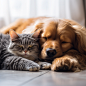dsmith7322_A_dog_and_cat_cuddling_together_with_their_eyes_clos_2aee1c02-a766-49e5-b902-c10ff1551a11