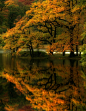 Grasmere<br/>森林
