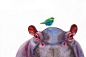 bird Hippopotamus watercolor illustrations
