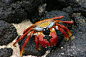 海滩红色螃蟹图片
