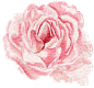 花PNG