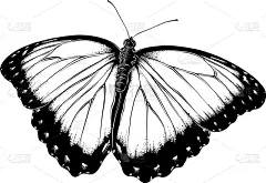 草图,黑色,动物手,蝴蝶,华丽的,野生动物,翅膀,自然美,绘制