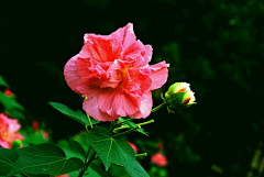 〆流年亦夢╮采集到花卉•芙蓉花