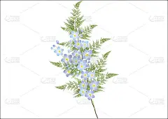 茉莉花花束与白茉莉花和蕨类