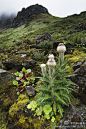 Cirsium eriophoroides 贡山蓟
#西藏野花# 在中秋节重游五年前到过的山坡，不同的季节，不同的感觉和色彩。这趟遇见了大蓬头 贡山蓟Cirsium eriophoroides。