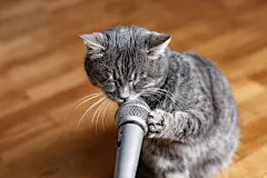 点击来源直接获取大图文件 |猫对着麦克风唱歌。拿着麦克风的猫。有趣的动物。有趣的猫