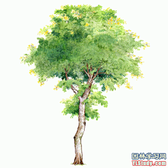 [手绘图展]最全100-1张精美园林植物水彩效果图（拉丁名+种名） - 手绘表现 - 园林学习网