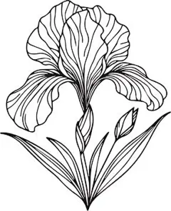 图源免费EPS |鸢尾花黑白矢量素描插画，鸢尾花花束装饰，用于卡片印刷、填色页的禅绕画设计元素，细节丰富的花朵填色