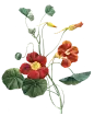 PNG 花材下载----&gt;&gt;&gt;