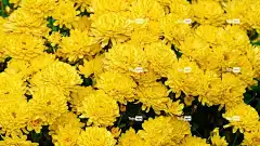 菊花 自然背景 花朵 美丽的花朵 笔记本电脑壁纸 Mac壁纸