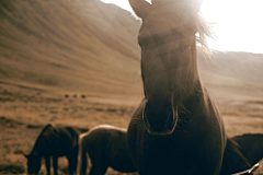 Michael-lianglion采集到Horses