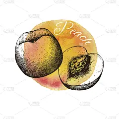 枯燥乏味的桃子插图。