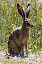 兔形目·兔亚科·兔属：印度野兔