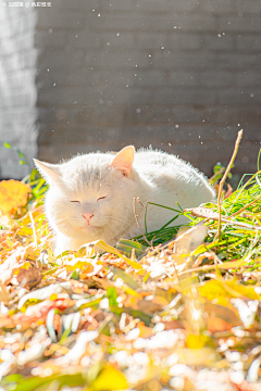 ﹍❀A☀️采集到光影