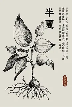 三七、灵芝、半夏、党参线稿图海报！ - 小红书