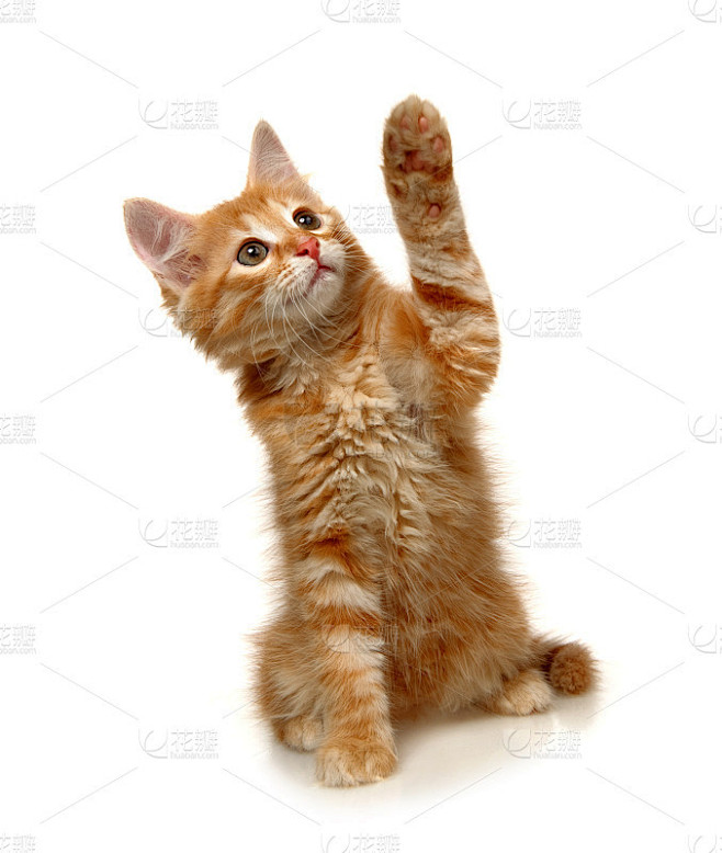 白底上的小猫