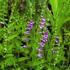 半枝莲(学名:Scutellaria barbata D. Don)，别称:半支莲(植物学大辞典)、松叶牡丹、龙须牡丹、金丝杜鹃、洋马齿苋、太阳花、午时花，是马唇形科黄芩属多年生草本植物。半支莲株高可达55厘米，丛生密集，花繁艳丽，花…