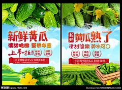 黄瓜 新鲜黄瓜 美味黄瓜 小黄瓜 水果黄瓜 黄瓜单页 黄瓜宣传单 黄瓜传单 黄瓜展架 黄瓜背景 黄瓜背景板 黄瓜挂画 黄瓜熟了 黄瓜上市 黄瓜批发 水果黄瓜海报 水果黄瓜展板 水果黄瓜单页 水果黄瓜传单 小黄瓜海报 小黄瓜展板 超市黄瓜 大棚黄瓜 黄瓜灯箱 新鲜小黄瓜 淘宝黄瓜 淘宝小黄瓜 山东黄瓜 设计 广告设计 广告设计 300DPI PSD