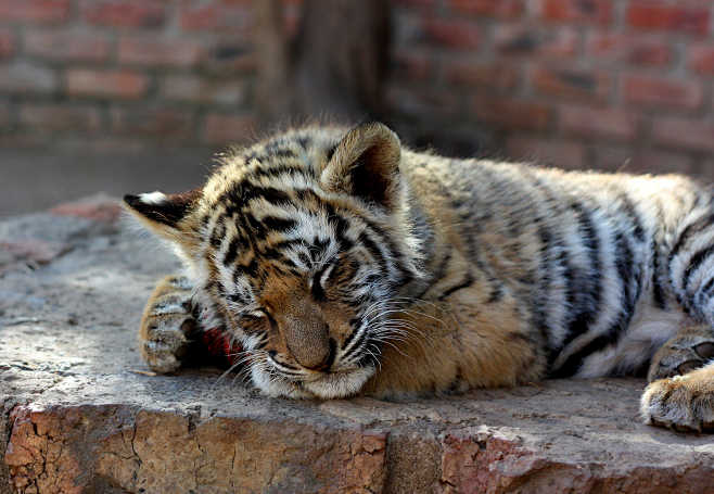 Let Sleeping Tigers ...