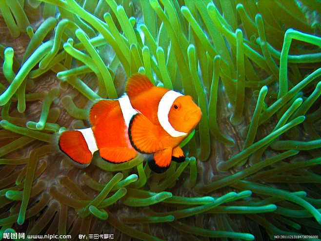 热带海洋珊瑚小丑鱼大图 