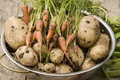 农作物,蔬菜,胡瓜,胡萝卜,水平画幅,泥土,英格兰,豆,植物,铲子