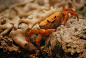 Orange crab by bianco-c on deviantART