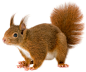 squirrel_PNG15794