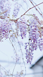 紫藤花