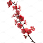 红色梅花