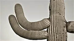 唯美高清仙人掌壁纸