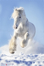 white horse in snow