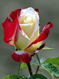 jolie rose 
