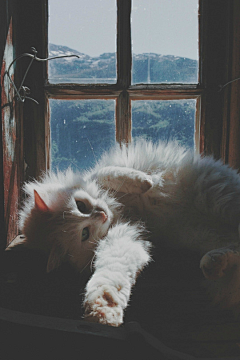 letsnerous采集到猫 GATTI✿✫✱