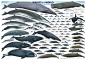 世界鲸类名录
