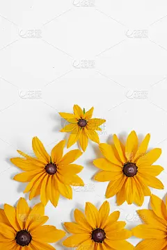 花组成。白底黄花图案。夏秋概念。平铺，俯视图，拷贝空间