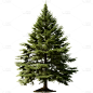 通用3D立体实景树绿色植物元素贴纸